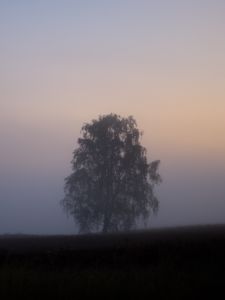 Preview wallpaper tree, fog, field, sunrise, nature