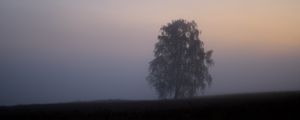Preview wallpaper tree, fog, field, sunrise, nature