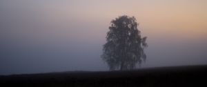 Preview wallpaper tree, fog, field, sunrise, nature