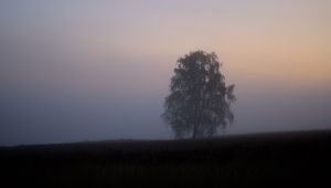 Preview wallpaper tree, fog, field, sunrise, nature