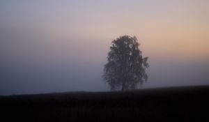 Preview wallpaper tree, fog, field, sunrise, nature
