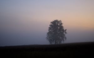 Preview wallpaper tree, fog, field, sunrise, nature
