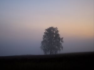 Preview wallpaper tree, fog, field, sunrise, nature