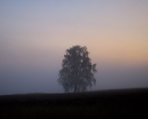 Preview wallpaper tree, fog, field, sunrise, nature