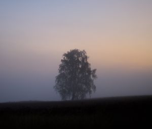 Preview wallpaper tree, fog, field, sunrise, nature