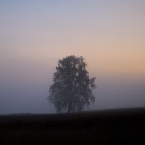 Preview wallpaper tree, fog, field, sunrise, nature
