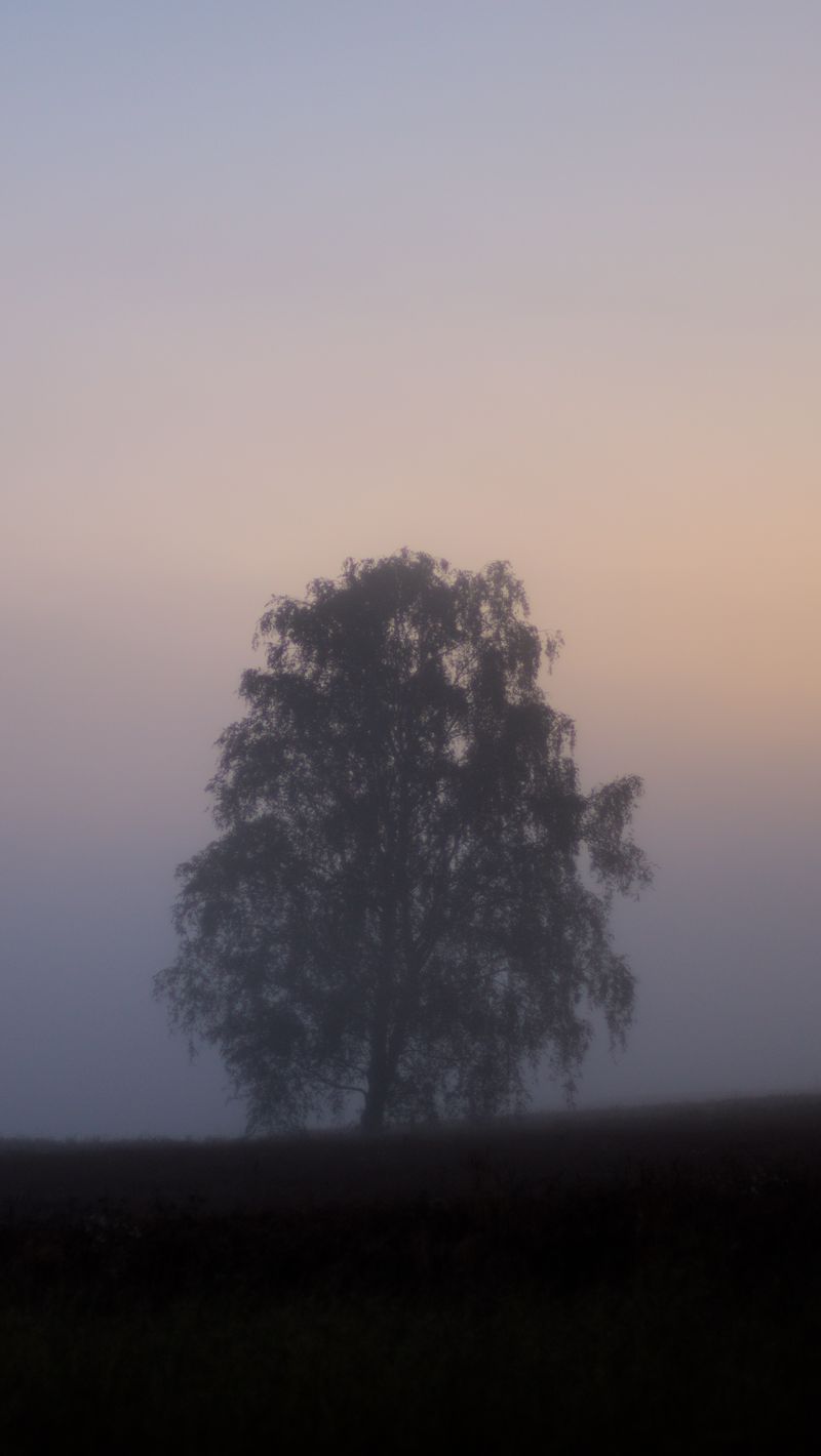 800x1420 Wallpaper tree, fog, field, sunrise, nature