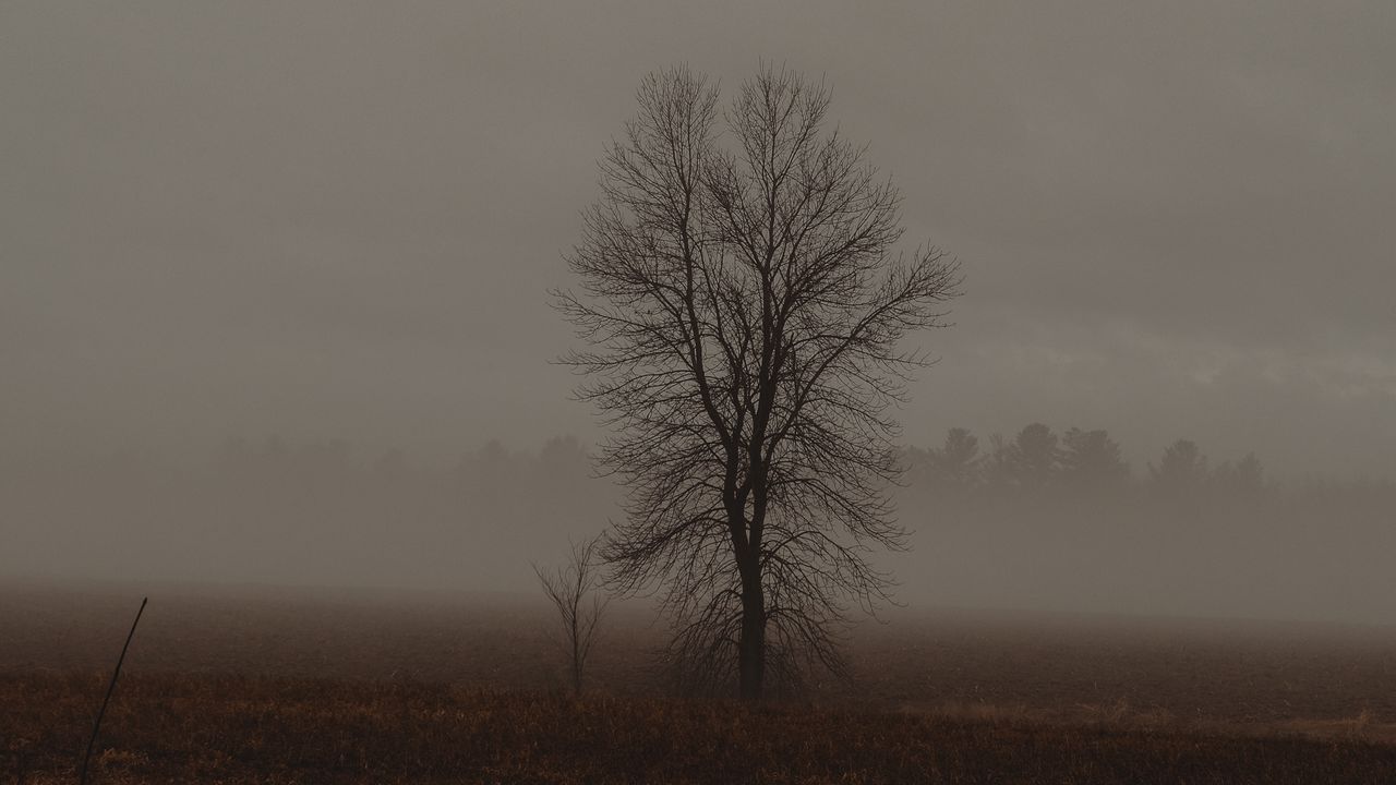 Wallpaper tree, fog, field, dusk, nature
