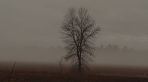 Preview wallpaper tree, fog, field, dusk, nature