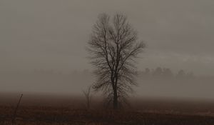 Preview wallpaper tree, fog, field, dusk, nature