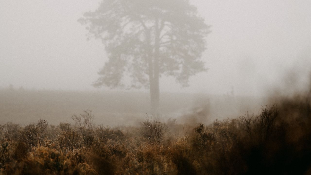 Wallpaper tree, fog, field, nature