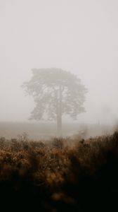 Preview wallpaper tree, fog, field, nature