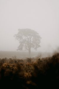 Preview wallpaper tree, fog, field, nature