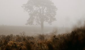 Preview wallpaper tree, fog, field, nature