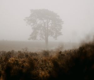Preview wallpaper tree, fog, field, nature