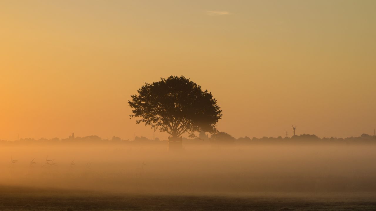 Wallpaper tree, fog, field, grass
