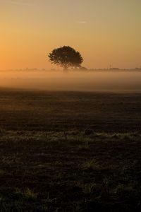Preview wallpaper tree, fog, field, grass