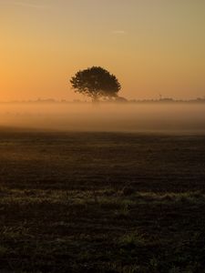 Preview wallpaper tree, fog, field, grass