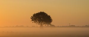 Preview wallpaper tree, fog, field, grass
