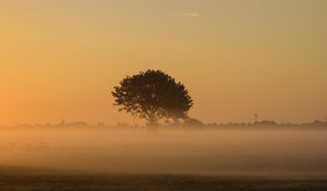 Preview wallpaper tree, fog, field, grass