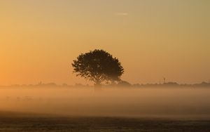 Preview wallpaper tree, fog, field, grass