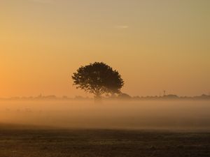 Preview wallpaper tree, fog, field, grass
