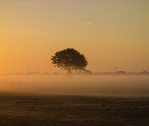 Preview wallpaper tree, fog, field, grass