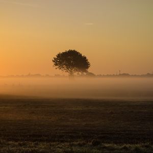 Preview wallpaper tree, fog, field, grass