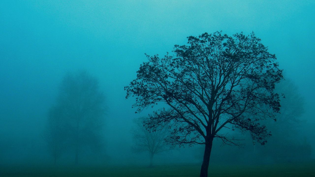 Wallpaper tree, fog, field, haze