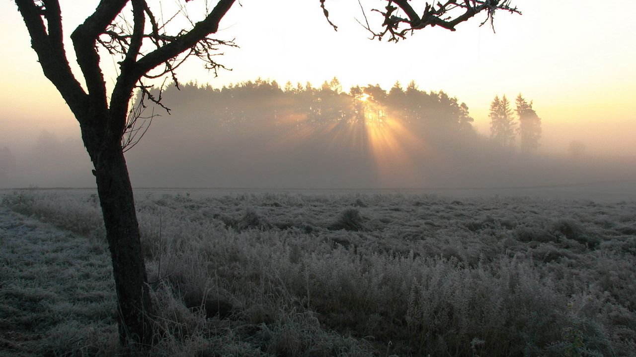 Wallpaper tree, fog, frosts, beams, morning