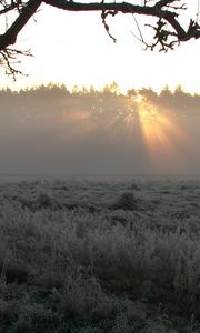 Preview wallpaper tree, fog, frosts, beams, morning