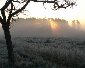 Preview wallpaper tree, fog, frosts, beams, morning