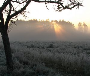 Preview wallpaper tree, fog, frosts, beams, morning