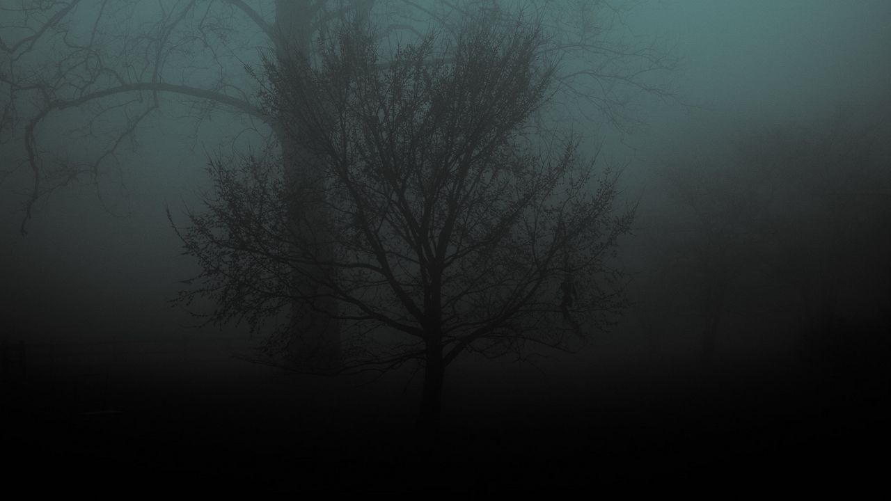Wallpaper tree, fog, gloomy