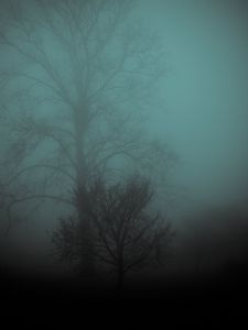 Preview wallpaper tree, fog, gloomy