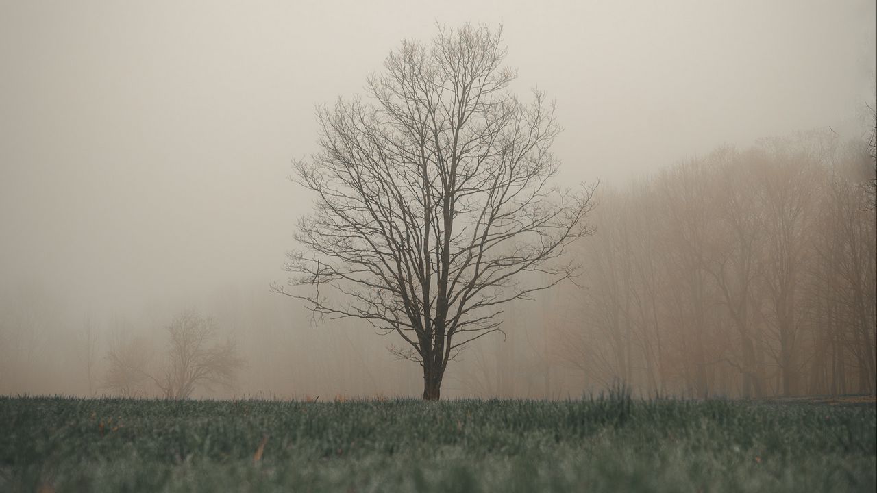 Wallpaper tree, fog, grass, landscape, autumn