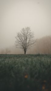 Preview wallpaper tree, fog, grass, landscape, autumn