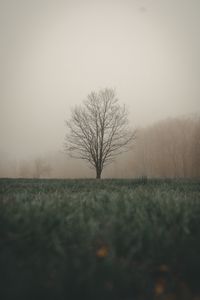 Preview wallpaper tree, fog, grass, landscape, autumn