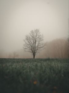 Preview wallpaper tree, fog, grass, landscape, autumn