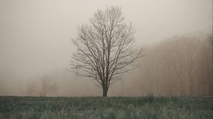 Preview wallpaper tree, fog, grass, landscape, autumn