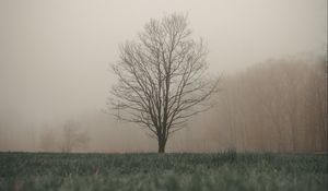 Preview wallpaper tree, fog, grass, landscape, autumn