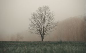 Preview wallpaper tree, fog, grass, landscape, autumn