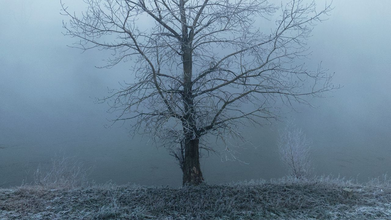 Wallpaper tree, fog, haze, hoarfrost, frost