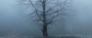 Preview wallpaper tree, fog, haze, hoarfrost, frost