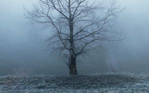 Preview wallpaper tree, fog, haze, hoarfrost, frost