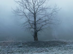 Preview wallpaper tree, fog, haze, hoarfrost, frost