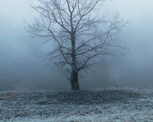 Preview wallpaper tree, fog, haze, hoarfrost, frost