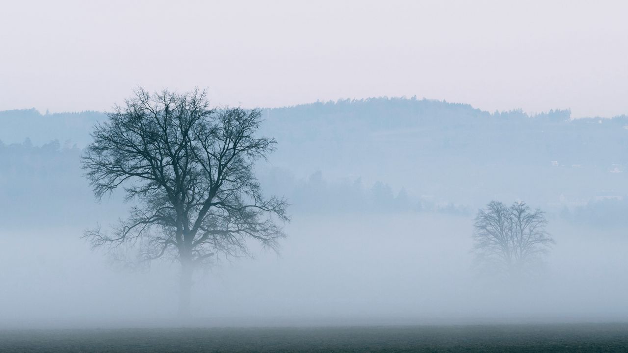 Wallpaper tree, fog, horizon, nature