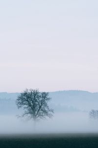 Preview wallpaper tree, fog, horizon, nature