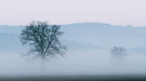 Preview wallpaper tree, fog, horizon, nature